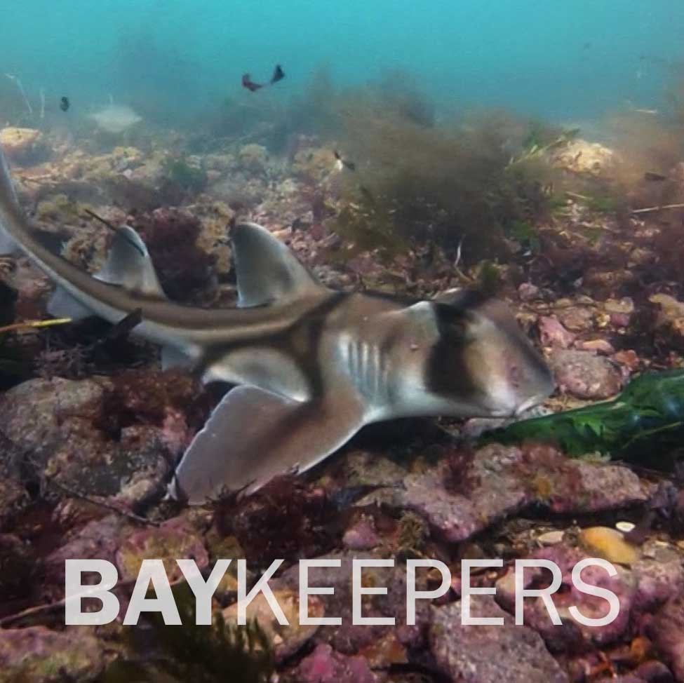 Shark in our bay from Baykeepers short film