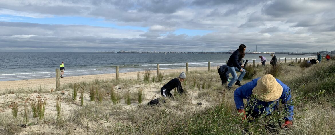BeachKeepers of the Bay Planting in the Dunes