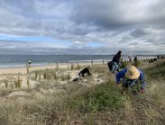 BeachKeepers of the Bay Planting in the Dunes