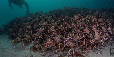 Blog - Deakin Spider Crabs