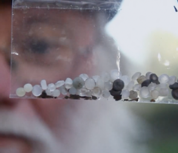 Video Thumbnail - Microplastics in our bay